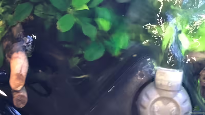 Innenfilter mit Mini Siporax von Superfish von Der Nicky (23)