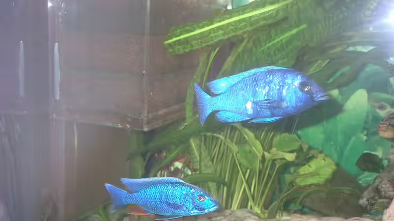 Innenfilter Selbstbau 12l mit Powerhead 802 1500l/h von Michael Blum (3)