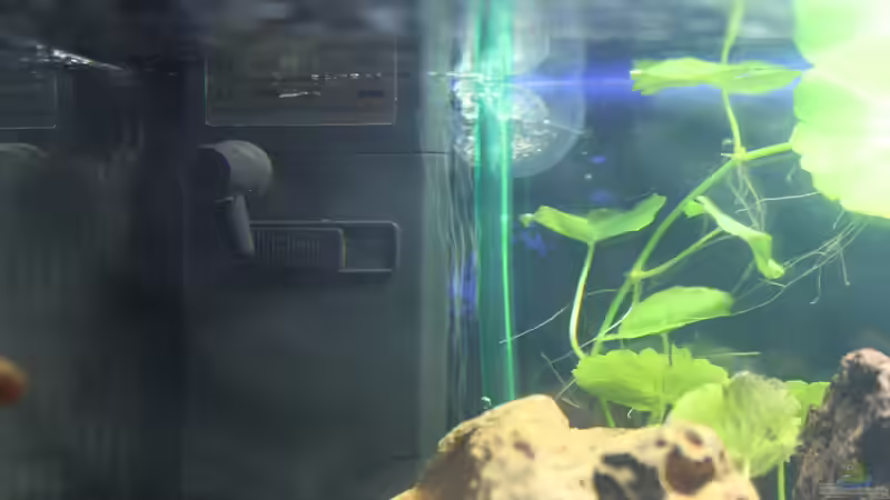 Innenfilter und CO2 Schlauch mit Ausströmer von SouthAmerica (56)