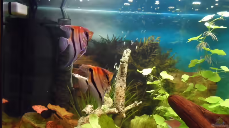 Innenfilter und Defusser CO2 Anlage von S04Peter (19)