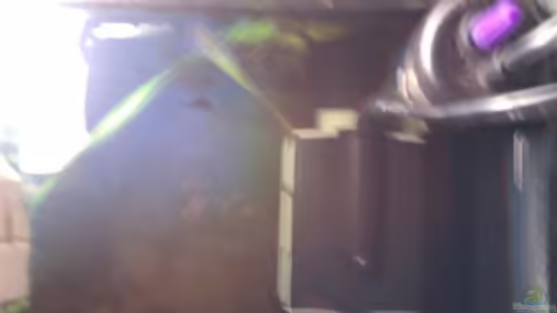 Innenfilter von oben + Heizstab von Xia (9)