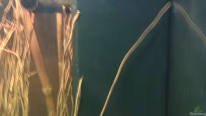 Innenfilter von vorne von Xia (10)