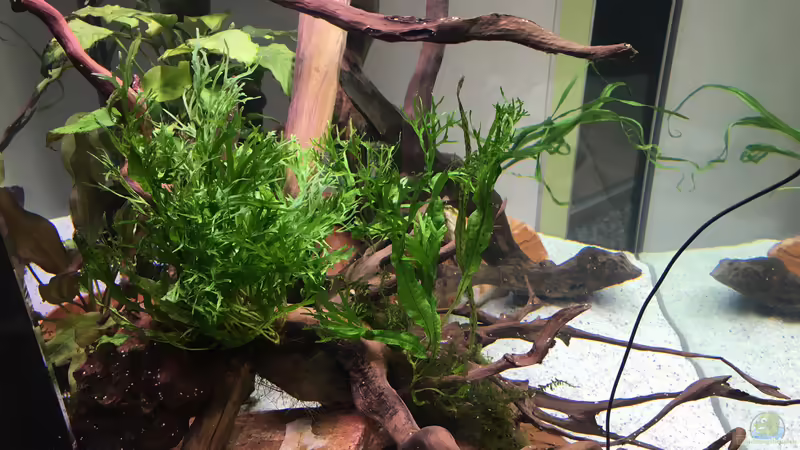 Innenleben  von Ottche (20)