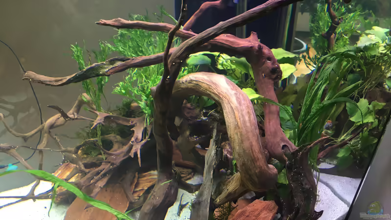 Innenleben  von Ottche (21)