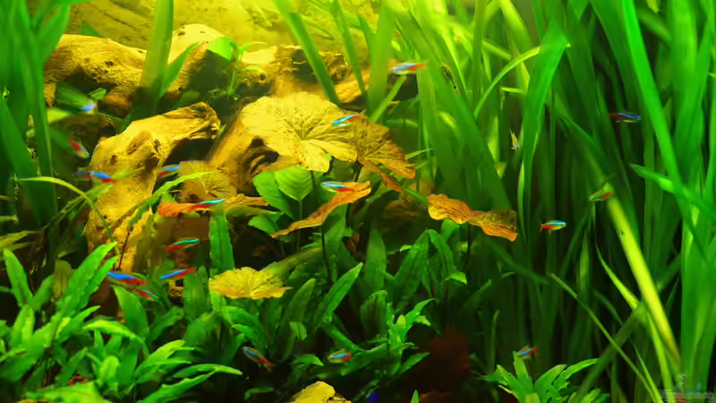 Innesi-Paradise am10.07.2014