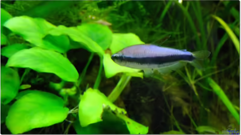 Aquarien mit Inpaichthys kerri (Königssalmler)