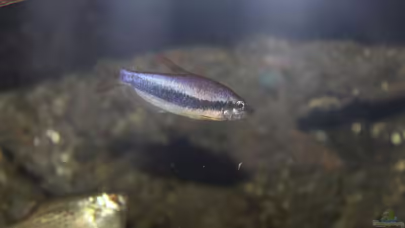 Inpaichthys kerri von maxheadroom (81)