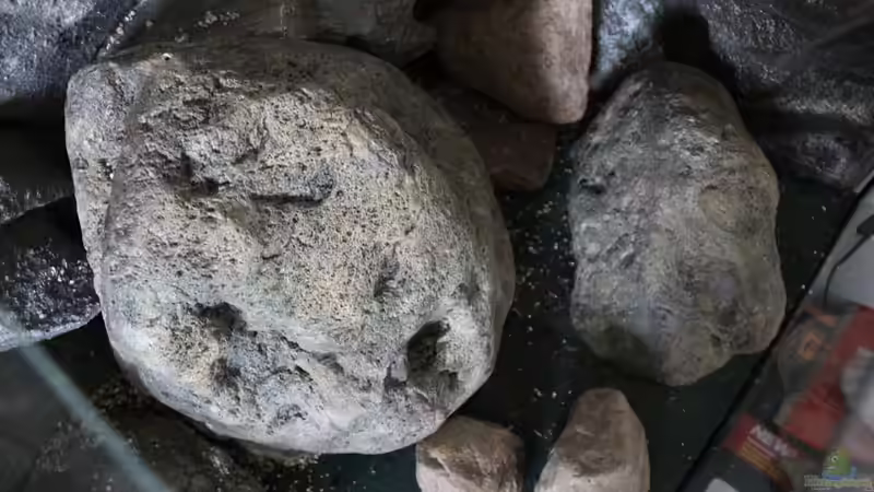 ins Becken gestellt von Cruiser Bruno (59)