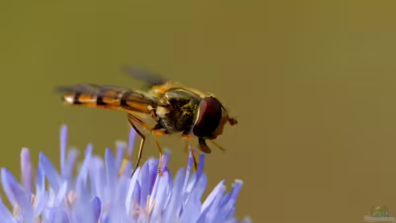 Insekten - Die artenreichste Tiergruppe der Erde und ihre faszinierende Bedeutung für Natur und Mensch