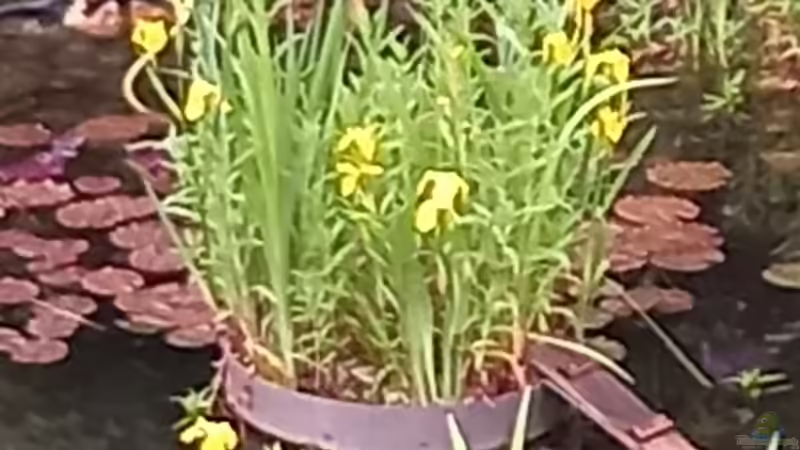 Insel mit Sumpfschwertlilie von Acero (5)