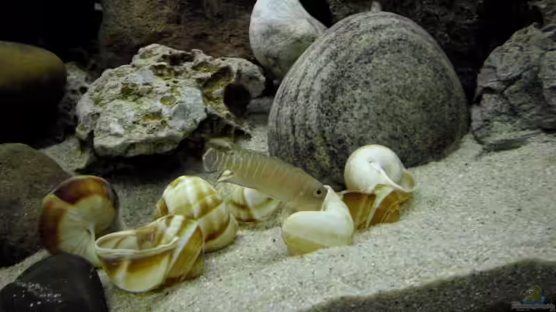 Inspektion der leeren schneckenhäuser von Angelheart (21)