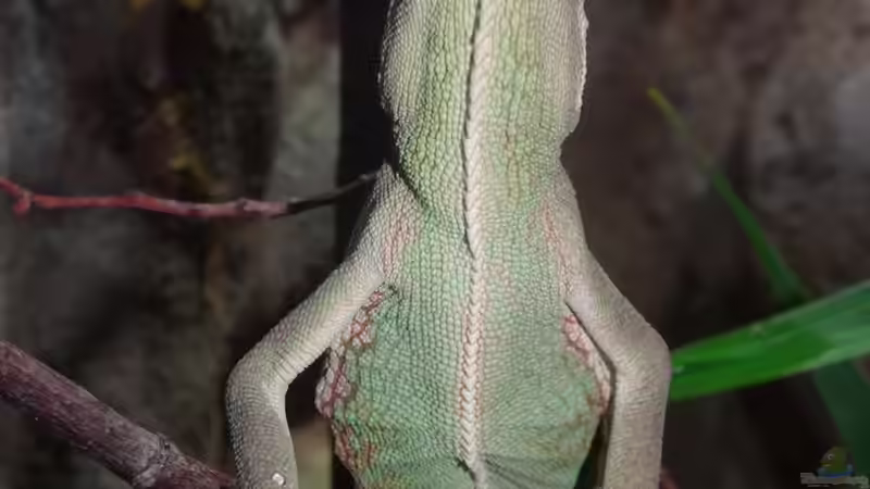 Interessant, wie so ein Kerlchen von unten aussieht! von Cichliden-Kabuff (32)