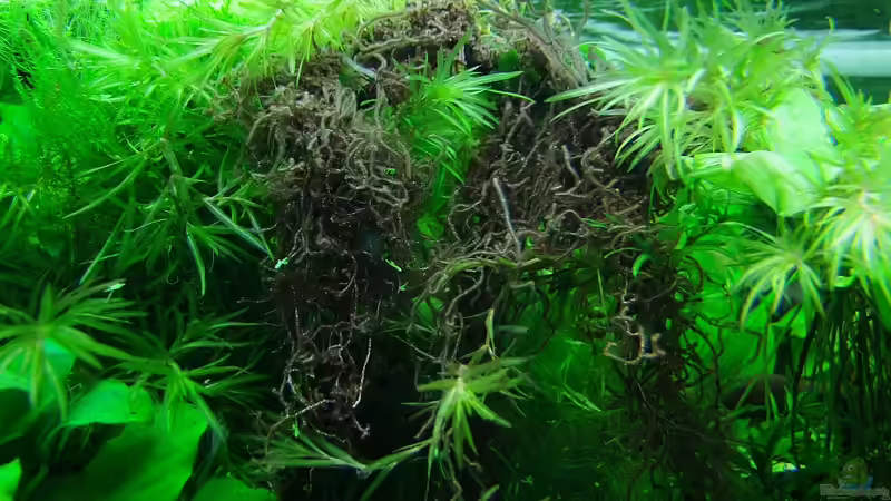 Interessant ist diese Rotalge (vermutlich Thorea sp.), die sich ohne mein Zutun angesiedelt hat. Ich finde, sie bildet einen netten Kontrast zu dem ganzen Grün! Sie wächst und vermehrt sich gut, ist aber nicht lästig.  von Denise83 (18)