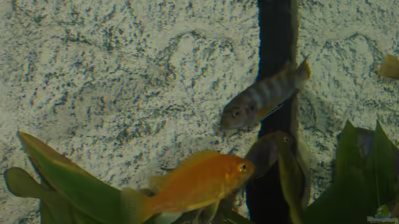 Interessante Pflanze.... von Malawi Zürich (29)