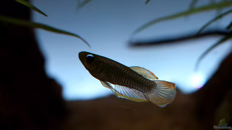 Interessantes Farbspiel und das Leuchtauge macht seinem Namen alle Ehre! von Bjarke (29)