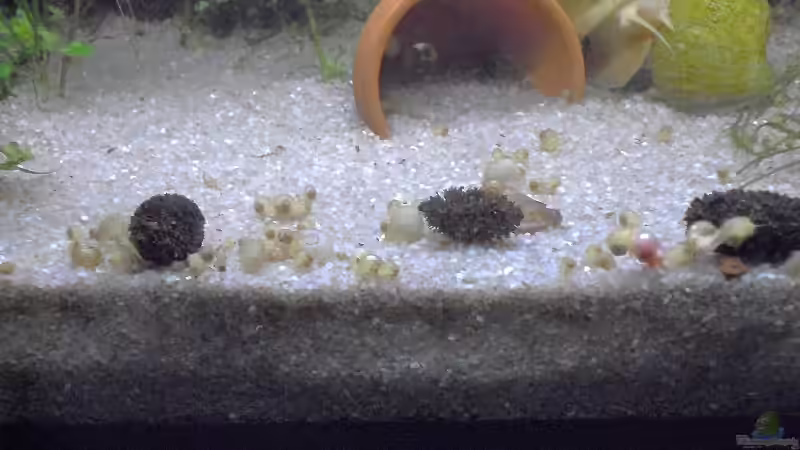 Invasion der Apfelschnecken von Julia (7)