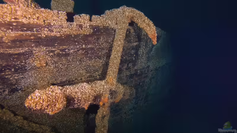 Invasive Art: Quagga-Muschel bedroht heimische Gewässer