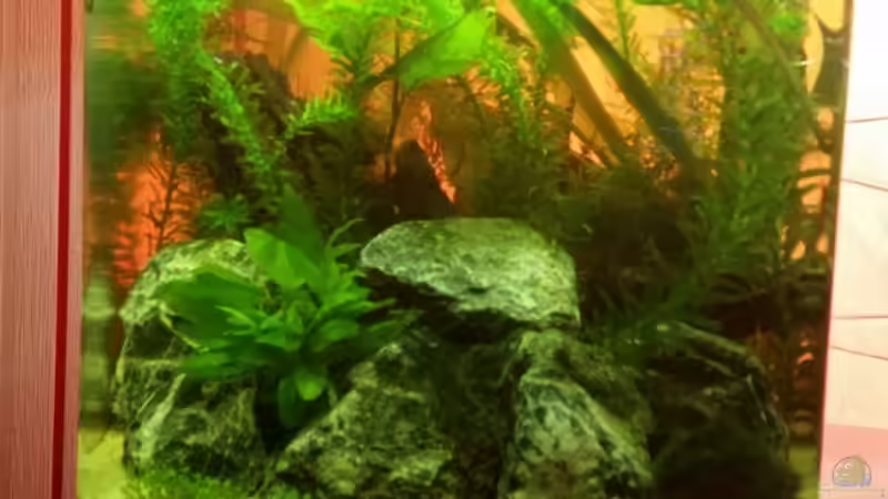 Inzwischen sind die Steine nicht mehr drin, die das Holz unten gehalten haben von Betta Chris (2)