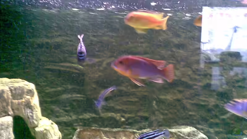 Iodotropheus declivitas, Melanochromis cyaneorhabdos und Pseudotropheus saulosi von Torsten Bullmahn (21)