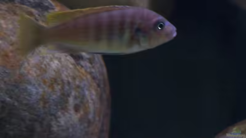 Iodotropheus Mänchen von Steve Röhning (16)