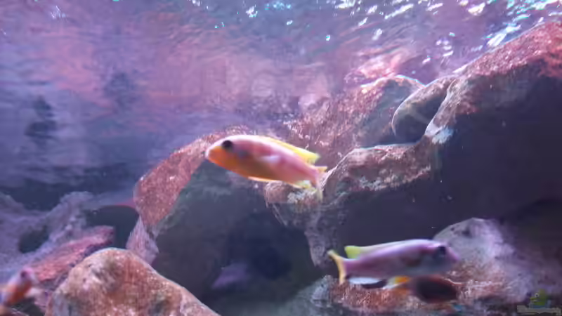 Iodotropheus spengerae von wadde (47)