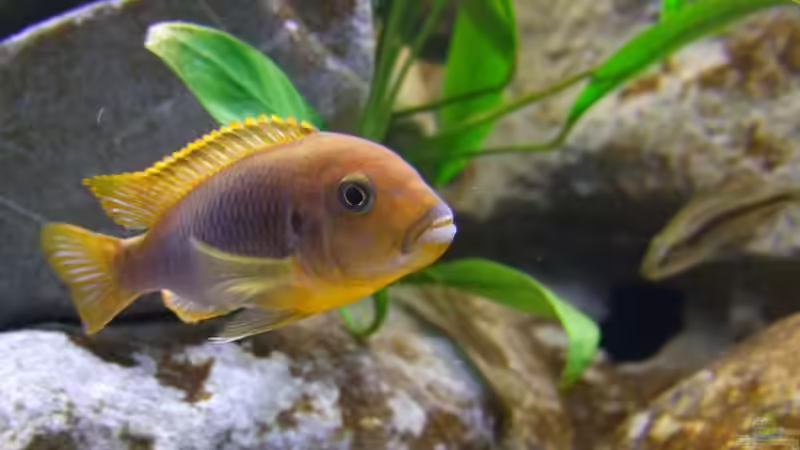 iodotropheus spengerae von wadde (49)