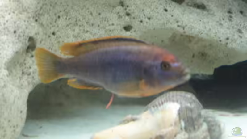 Iodotropheus sprengerae  von Helmut Loehr (16)