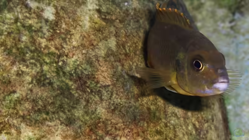 Iodotropheus Sprengerae (female) von jankov (26)