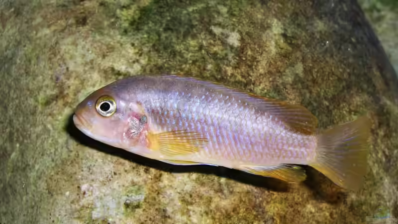 Einrichtungsbeispiele mit Iodotropheus sprengerae