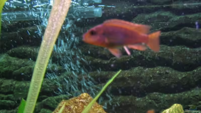 Iodotropheus sprengerae m von Ralf Basche (5)