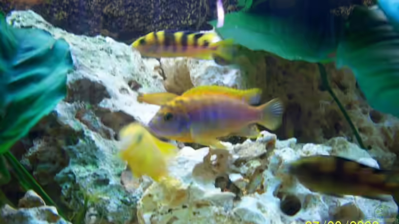 Iodotropheus sprengerae m von Rene Nolting (19)