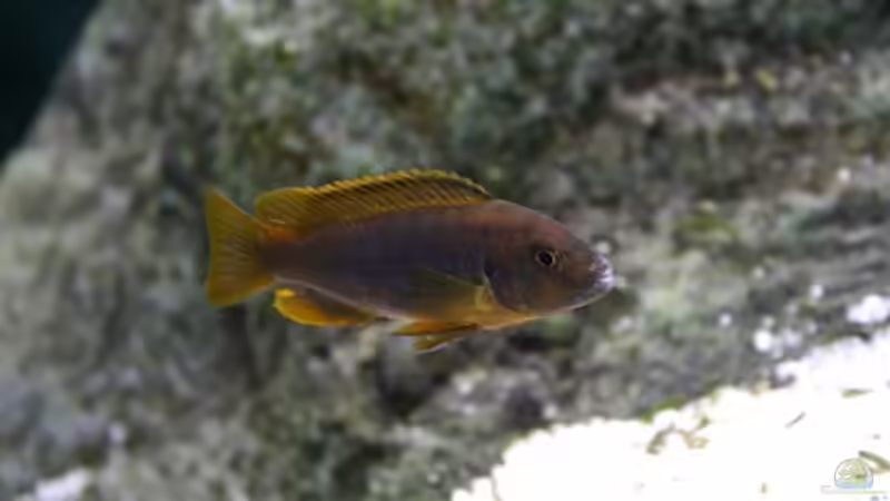 Einrichtungsbeispiele mit Iodotropheus sprengerae