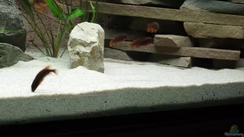 Einrichtungsbeispiele mit Iodotropheus sprengerae