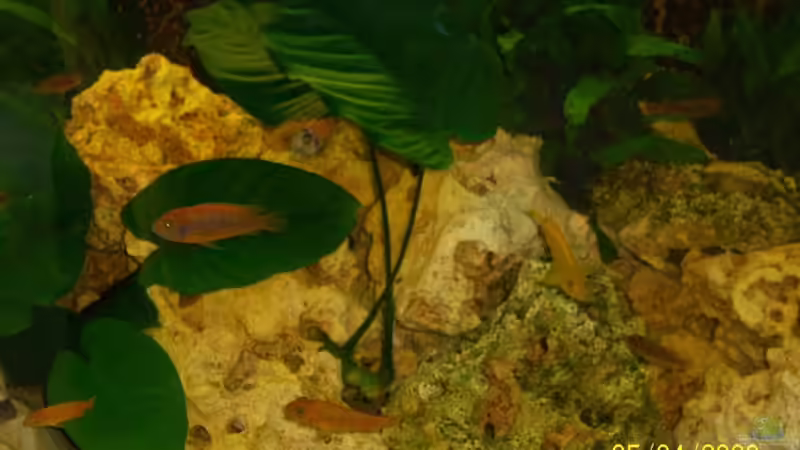 Iodotropheus sprengerae und saolosi von Rene Nolting (4)