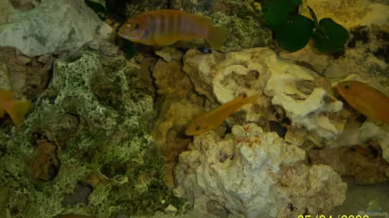 Iodotropheus sprengerae und saolosi von Rene Nolting (5)