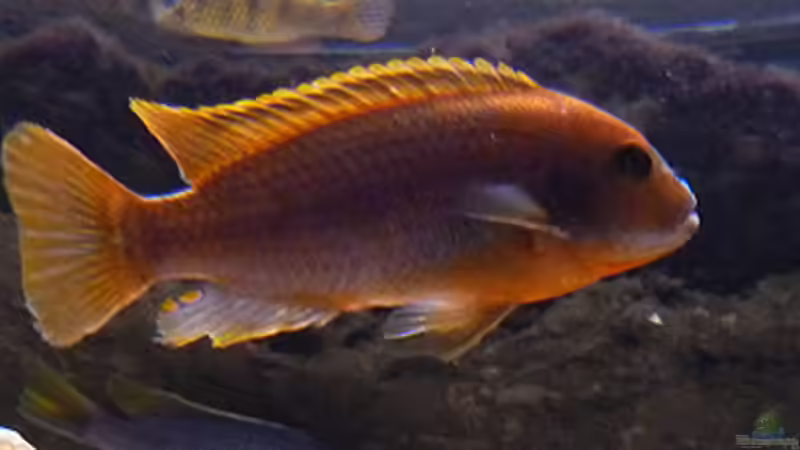 Iodotropheus Sprengerae von African Lake (13)