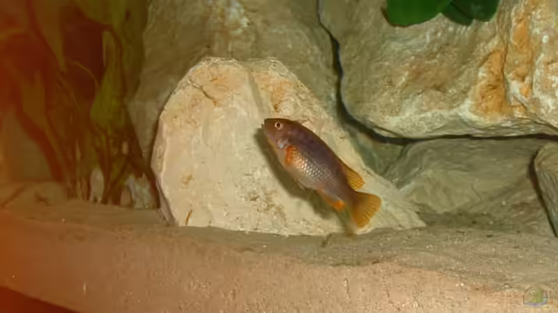 Iodotropheus sprengerae von Andreas Gassner (12)