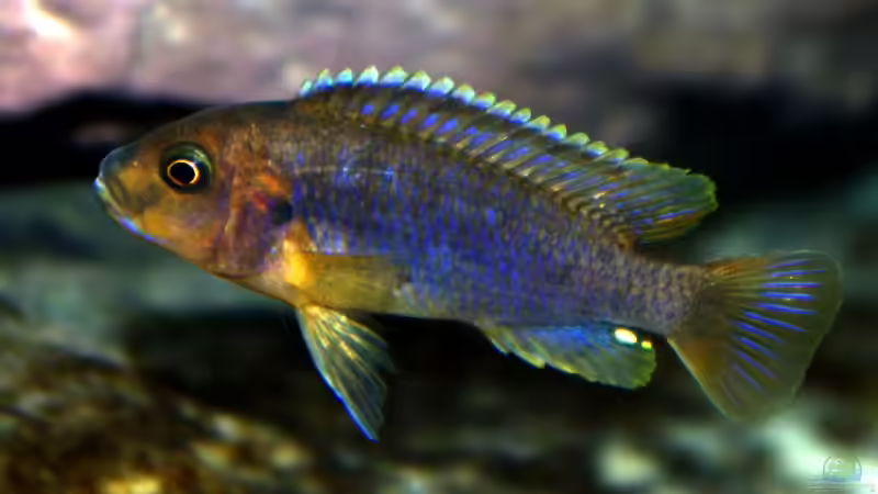 Iodotropheus Sprengerae von Marcus Panhuis (16)