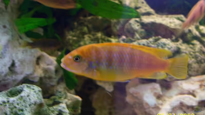 Iodotropheus sprengerae w von Rene Nolting (21)