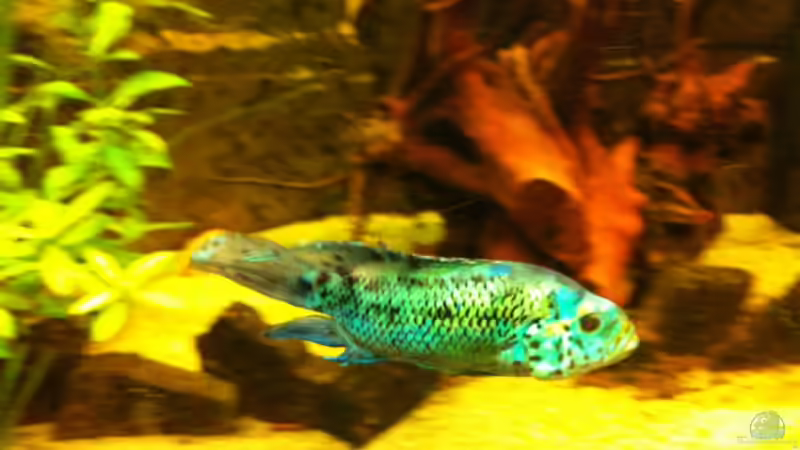 iphone am 13.7.11 von ml69 (30)