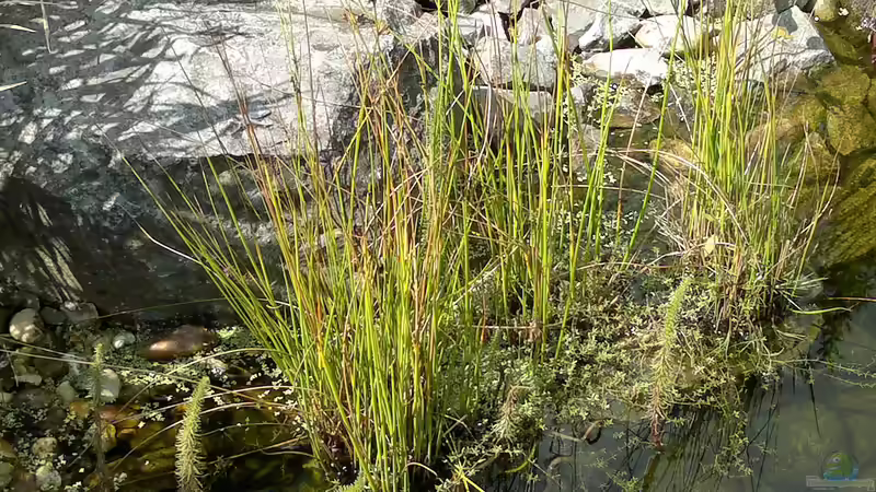 (irgend eine) Segge von Sambia (16)