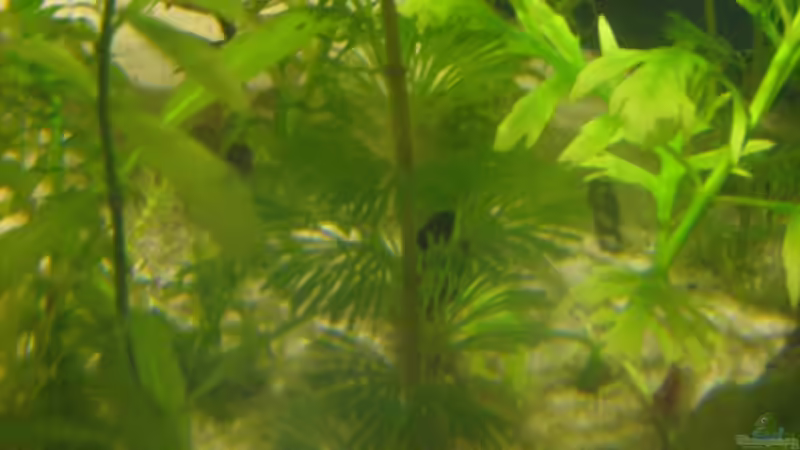 Irgendeine von den anspruchslosen Stengelpflanzen, wachsen ebenfalls zufriedenstellend von chrisi01 (6)