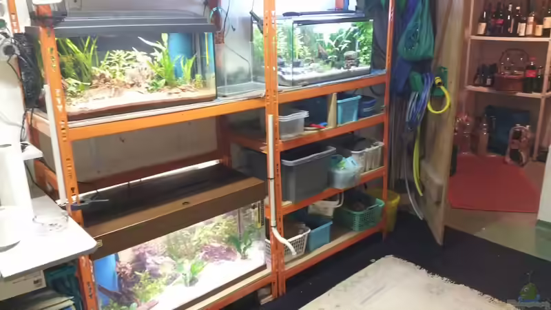 irgendwann im Sommer 15 - Heute ist links das Qarantänebecken und unten diente nur von foxi (9)