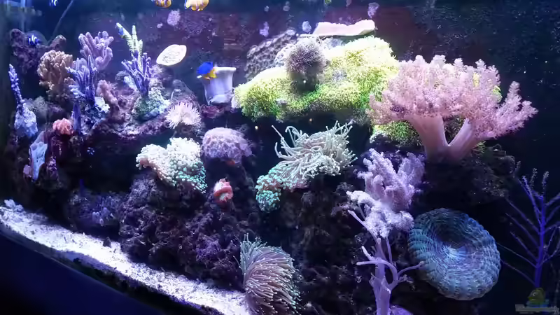 Irgendwo in der Südsee 2016 von Tim1979 (1)