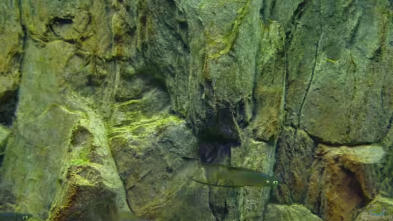 Iriatherina werneri von Sabine Stark (25)