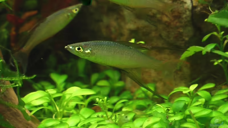 Aquarien mit Iriatherina werneri (Filigran-Regenbogenfisch)