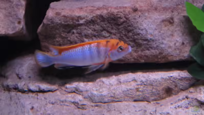 isser nich schön von aquamika (42)