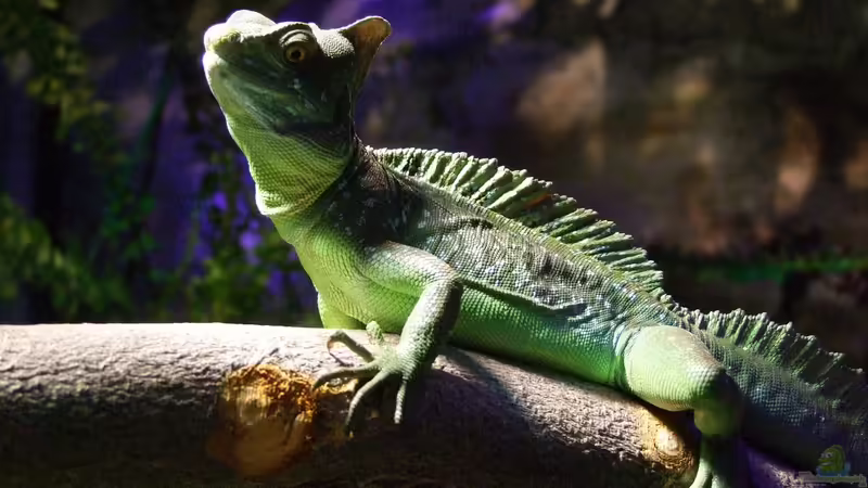 Ist da unten etwa Futter?  von Betta Chris (53)