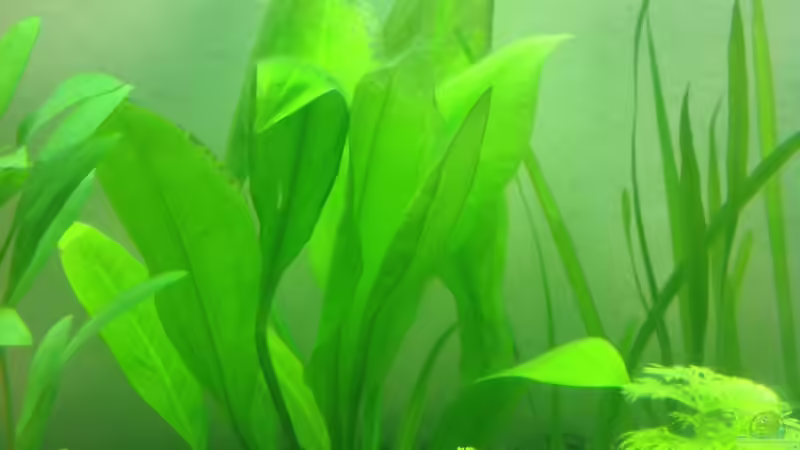 Ist das eine Schwertpflanze im Hintergrund? Wenn ja, welche? von Mondüüü (9)