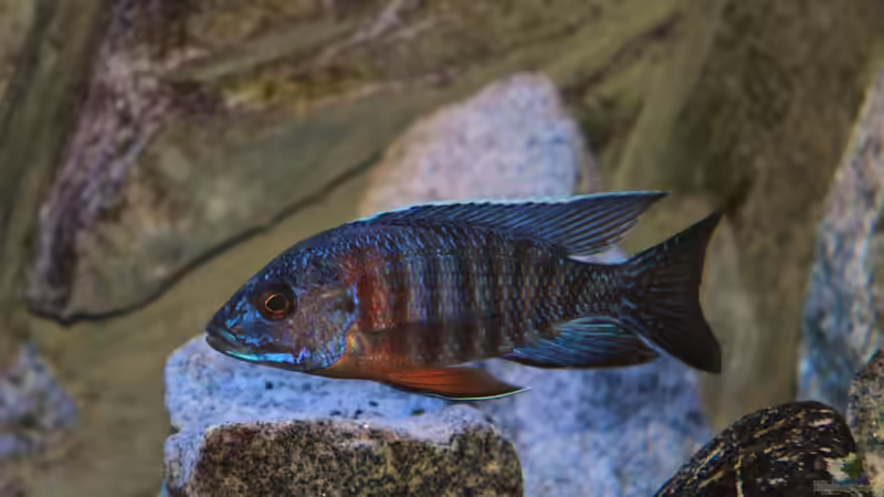 ist das nicht ein geniales Tier ??? von Marco O. (23)